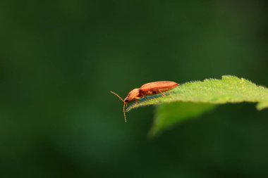 Kuzey Çin 'deki yabani bitkilerin üzerindeki yaprak böceği.
