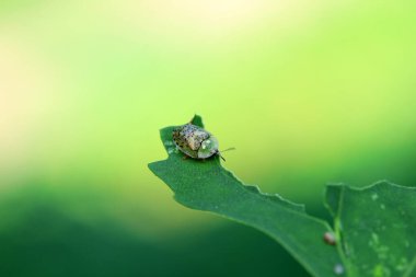 Hispidae ailesi Kuzey Çin 'de bitkilerin üzerinde sürünüyor.