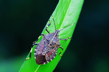 Vahşi doğada hemiptera böcekleri, Kuzey Çin