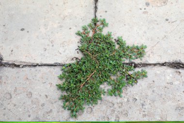 Eski tuğla çatlaklarında yabani otlar büyür, Pekin