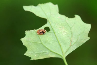 Hispidae ailesi Kuzey Çin 'de bitkilerin üzerinde sürünüyor.