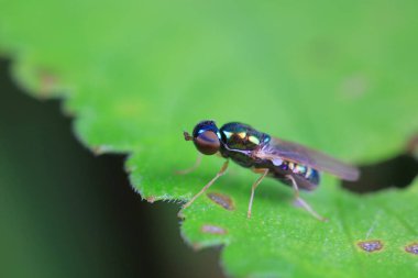 Kuzey Çin 'deki yabani bitkiler üzerindeki sinek.