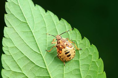 Vahşi doğada hemiptera böcekleri, Kuzey Çin