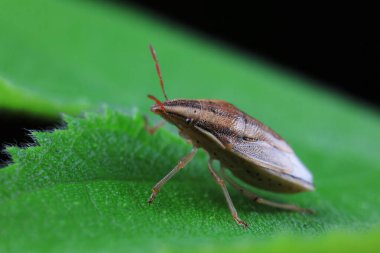 Vahşi doğada hemiptera böcekleri, Kuzey Çin