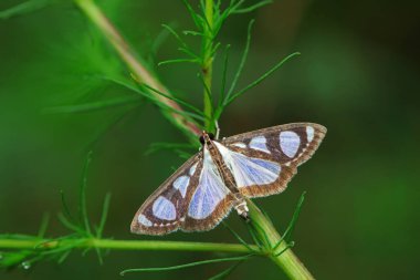 Lepidoptera böcekleri vahşi doğada, Kuzey Çin