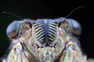 Kuzey Çin 'deki yabani bitkilerin üzerine ağustos böceği yaprağı