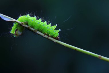 Lepidoptera larvaları vahşi doğada, Kuzey Çin