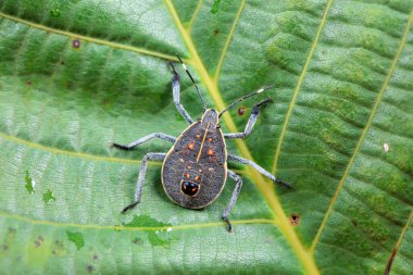 Vahşi doğada hemiptera böcekleri, Kuzey Çin