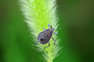 Vahşi doğada hemiptera böcekleri, Kuzey Çin