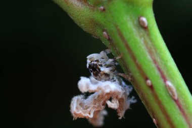 Kuzey Çin 'deki yabani bitkilerin üzerindeki Cicadellidae böcekleri.