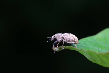 Yabani bitkiler, Kuzey Çin