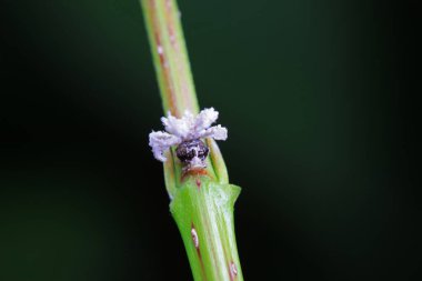 Kuzey Çin 'deki yabani bitkilerin üzerindeki Cicadellidae böcekleri.