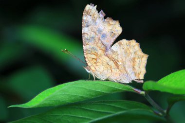 Lepidoptera böcekleri vahşi doğada, Kuzey Çin