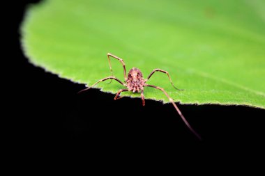 Vahşi doğadaki örümcekler, Kuzey Çin