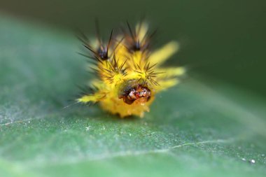 Lepidoptera larvaları vahşi doğada, Kuzey Çin