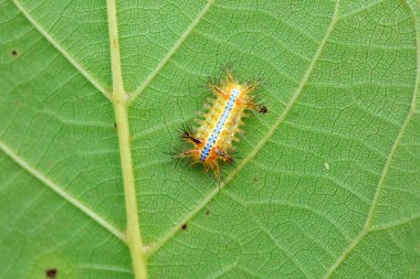 Lepidoptera larvaları vahşi doğada, Kuzey Çin