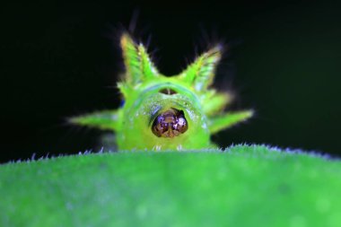 Lepidoptera larvaları vahşi doğada, Kuzey Çin