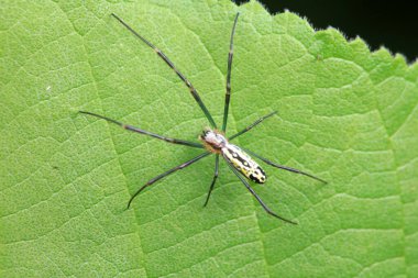 Vahşi doğadaki örümcekler, Kuzey Çin