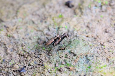 Coleoptera Cicindelidae böceği vahşi doğada, Kuzey Çin