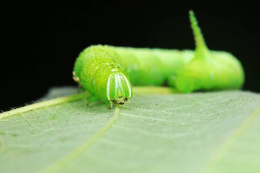 Lepidoptera larvaları vahşi doğada, Kuzey Çin