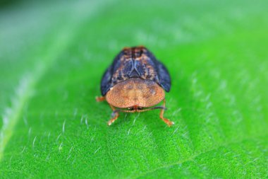 Hispidae ailesi Kuzey Çin 'de bitkilerin üzerinde sürünüyor.