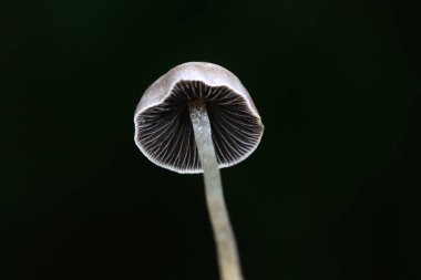 Çimlerde yabani mantar, Kuzey Çin