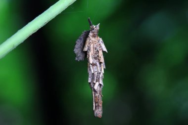 Lepidoptera larvaları vahşi doğada, Kuzey Çin