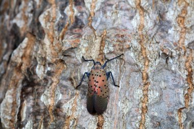 Kuzey Çin 'deki yabani bitkilerin üzerindeki Cicadellidae böcekleri.