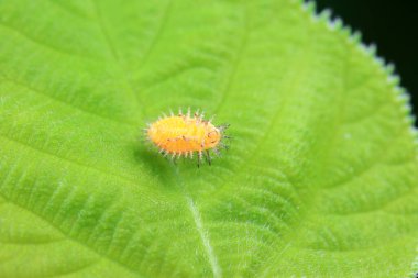 Kuzey Çin 'deki yabani bitkilerde uğur böcekleri