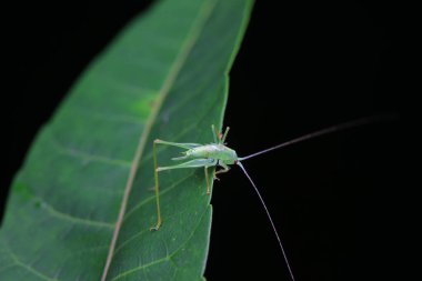 Kuzey Çin 'de Katydid perileri.