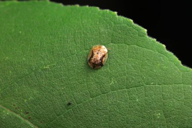 Hispidae ailesi Kuzey Çin 'de bitkilerin üzerinde sürünüyor.