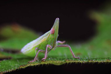 Kuzey Çin 'deki yabani bitkilerin üzerindeki Cicadellidae böcekleri.