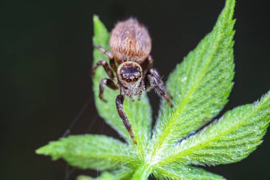 Spiders in the wild, North China clipart