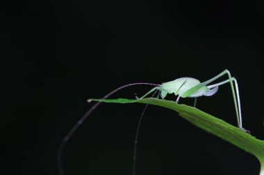 Kuzey Çin 'de Katydid perileri.