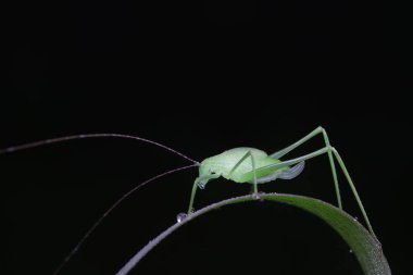 Kuzey Çin 'de Katydid perileri.