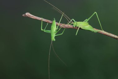 Katydid nymphs in the wild, North China clipart