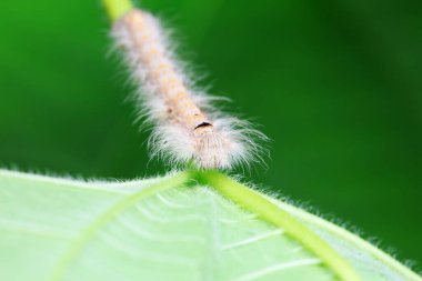 Lepidoptera larvae in the wild, North China clipart