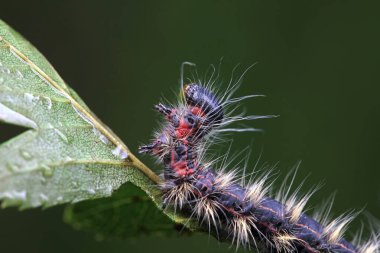 Lepidoptera larvaları vahşi doğada, Kuzey Çin