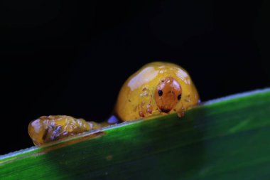 Kuzey Çin 'deki yabani bitkilerin üzerinde arı larvaları.