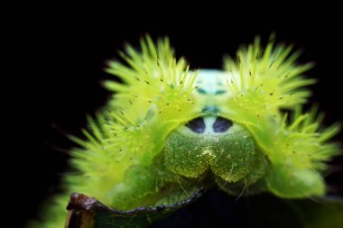 Lepidoptera larvaları vahşi doğada, Kuzey Çin