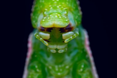 Vahşi doğada, Kuzey Çin 'de Atractomorpha sinensis