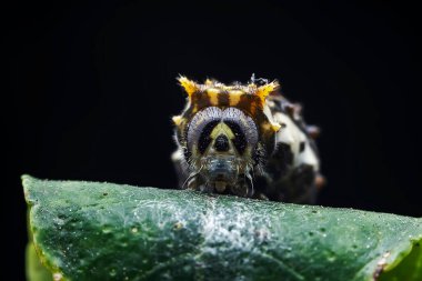 Lepidoptera larvaları vahşi doğada, Kuzey Çin