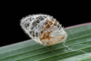 Kuzey Çin 'deki yabani bitkiler üzerinde böcek kozası kabukları.