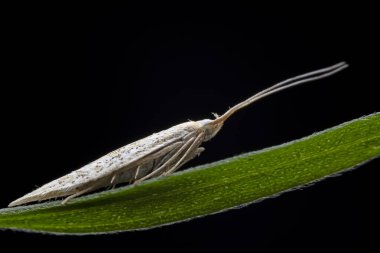 Lepidoptera böcekleri vahşi doğada, Kuzey Çin