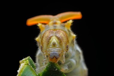 Lepidoptera larvaları vahşi doğada, Kuzey Çin
