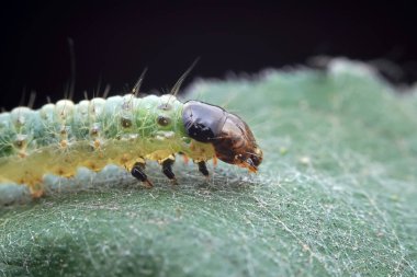 Lepidoptera larvaları vahşi doğada, Kuzey Çin