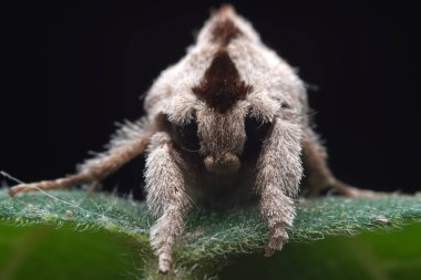 Lepidoptera böcekleri vahşi doğada, Kuzey Çin