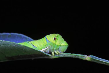 Lepidoptera larvaları vahşi doğada, Kuzey Çin