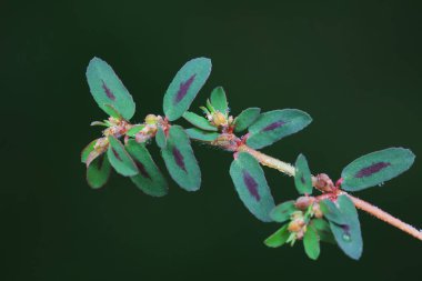 Euphorbia 'nın yakın çekimi