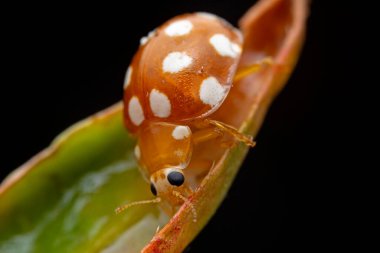 Kuzey Çin 'deki yabani bitkilerde uğur böcekleri